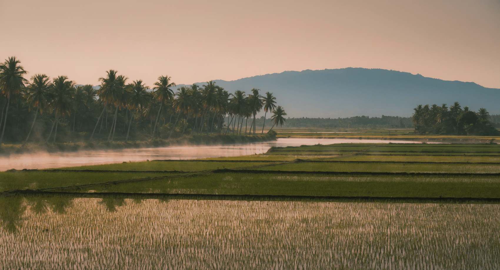 Artist's impression of the outlook: irrigated rice paddies in the foreground,
            a line of coconut palms along a river, and Mount Halcon beyond at dawn.
